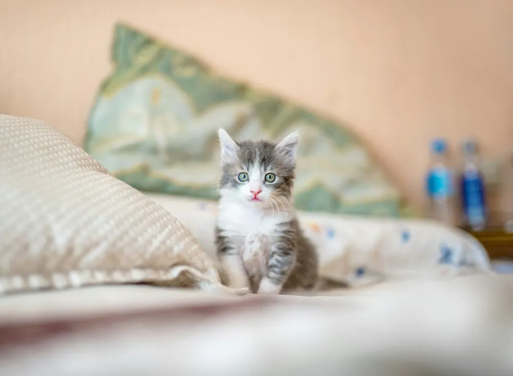 Маленьке кошеня на ліжку